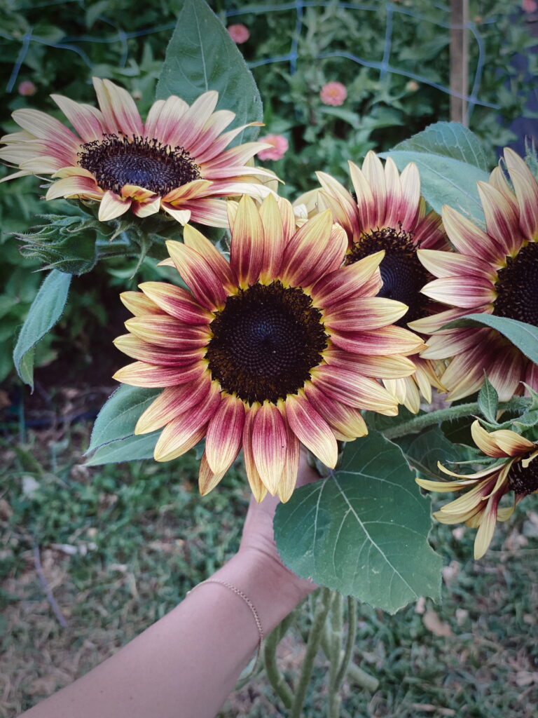 Strawberry Blonde Sunflower - Abilene Texas
