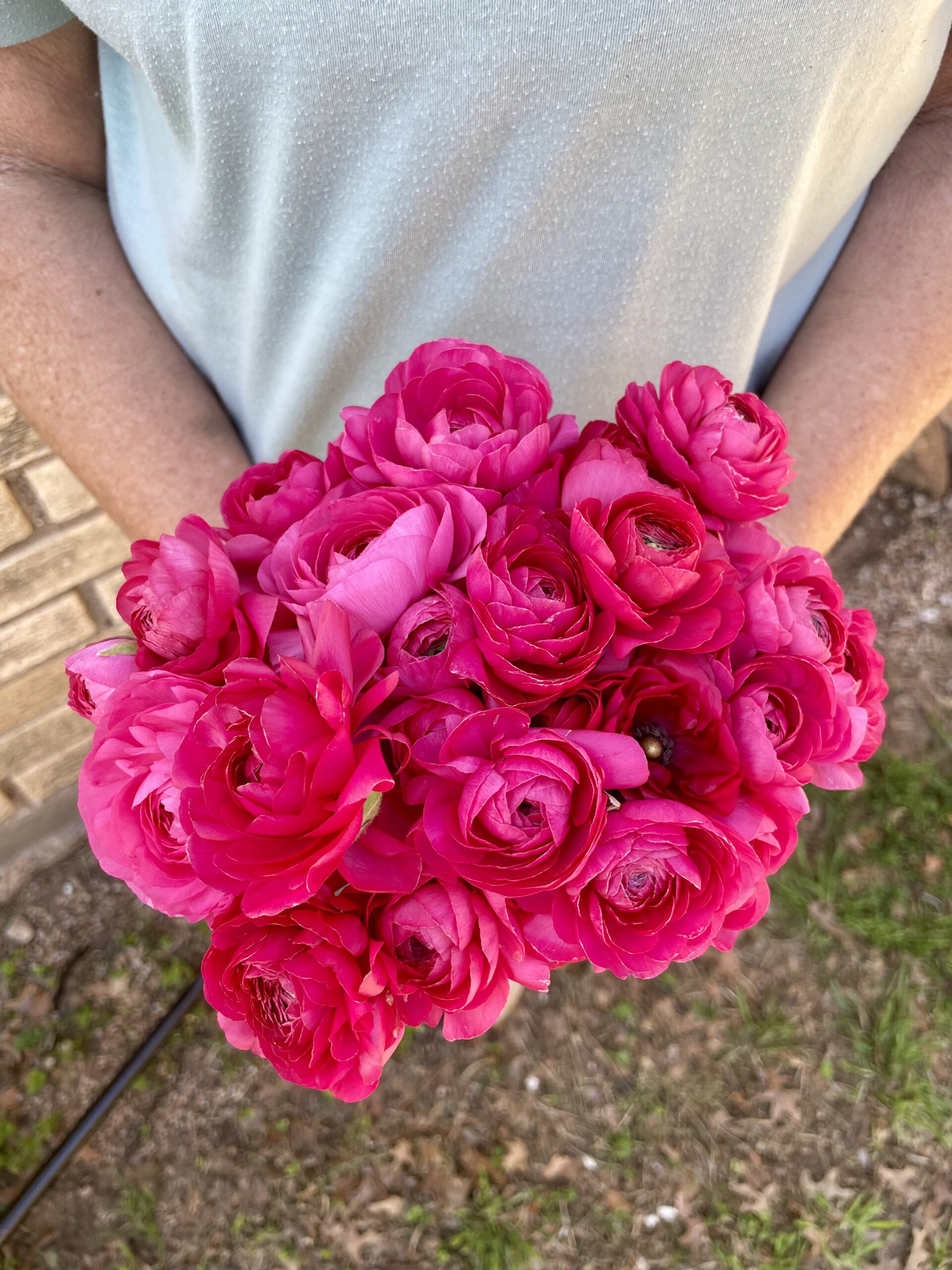 Bon bon Ranunculus Abilene Texas