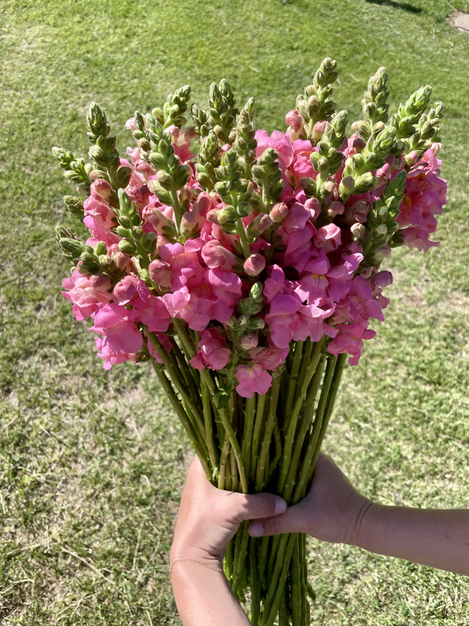 Snapdragons