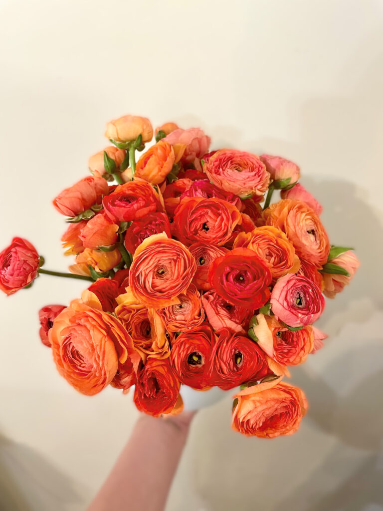 Orange Ranunculus