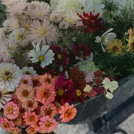 Wheelbarrow full of fresh-cut flowers at Ivy Road Farm, Abilene TX