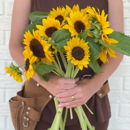 Bright yellow sunflower bunch grown at Ivy Road Farm, Abilene TX