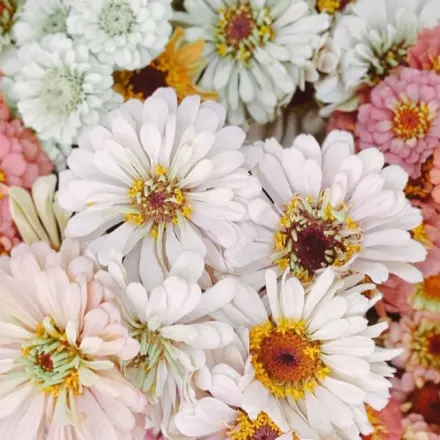 Wide bunch of fresh zinnias grown at Ivy Road Farm, Abilene TX